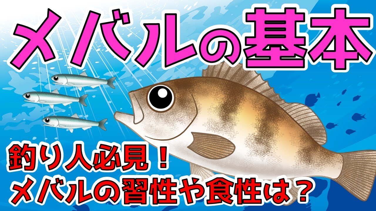 【メバル】これからがハイシーズン！メバルの生態の基本を解説します