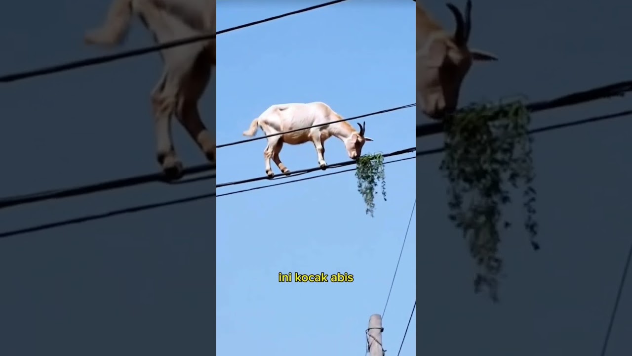 kambing makan rumput di atas kabel listrik.