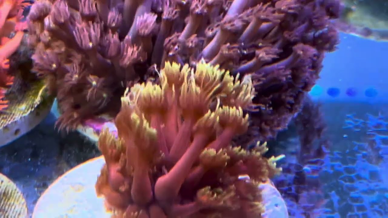Мои Гониопоры. REEF EXCLUSIVE