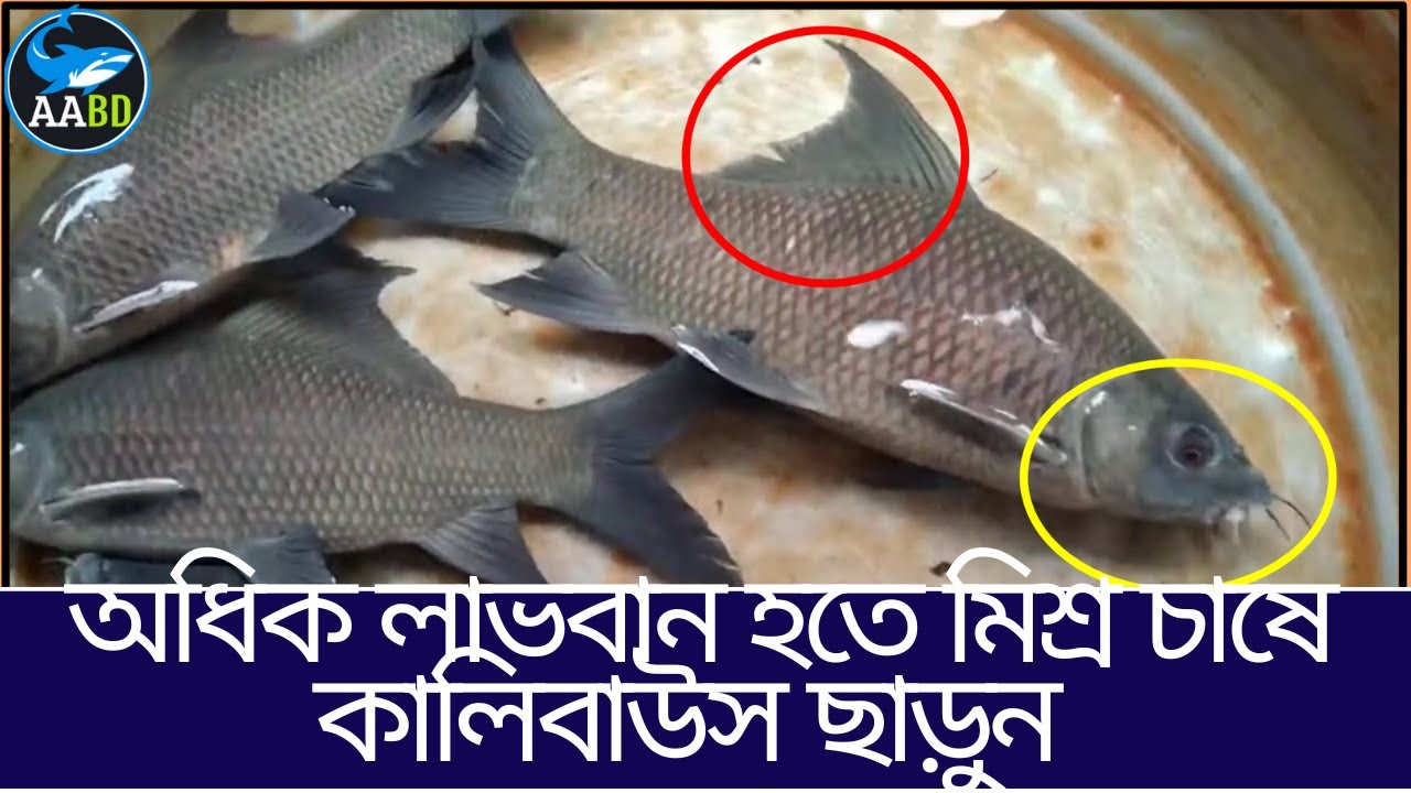 মিশ্রচাষে অধিক লাভ পেতে পুকুরে কালিবাউস ছাড়ুনFor Better Profit Introduce Calibaush in Poly-Culture)
