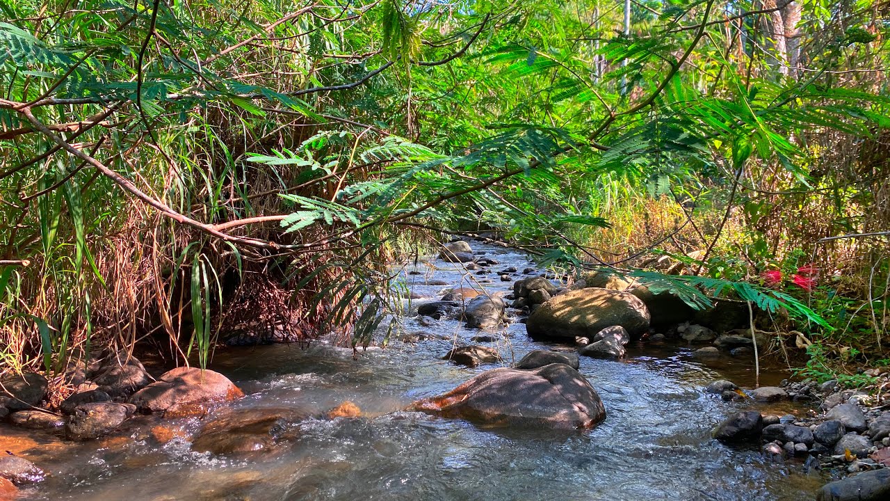 Relieve Stress to Sleep Fast with Calming Water Stream Sounds From River Flows under Forest Canopy