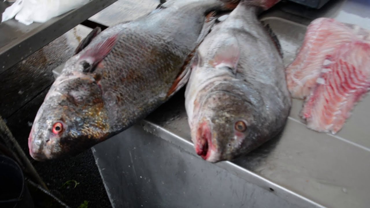 Corvina Marinada