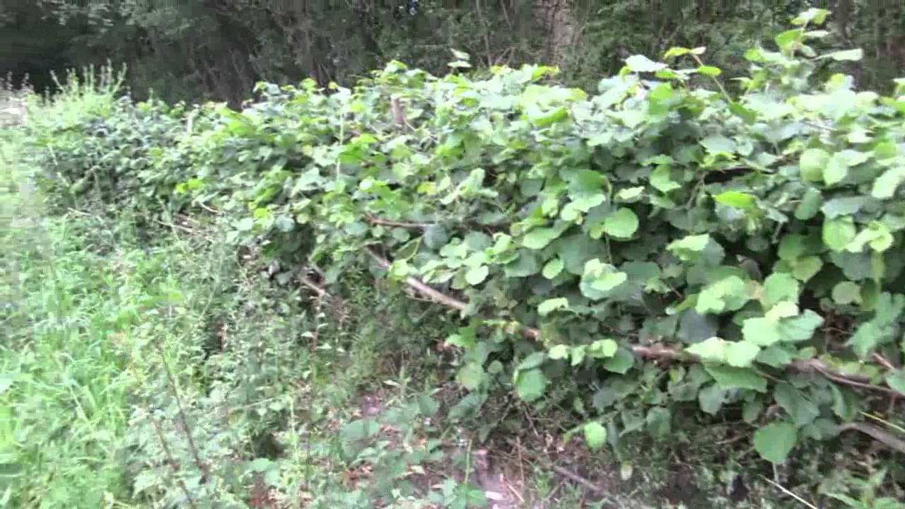 9 months of hedge regrowth after hedge laying
