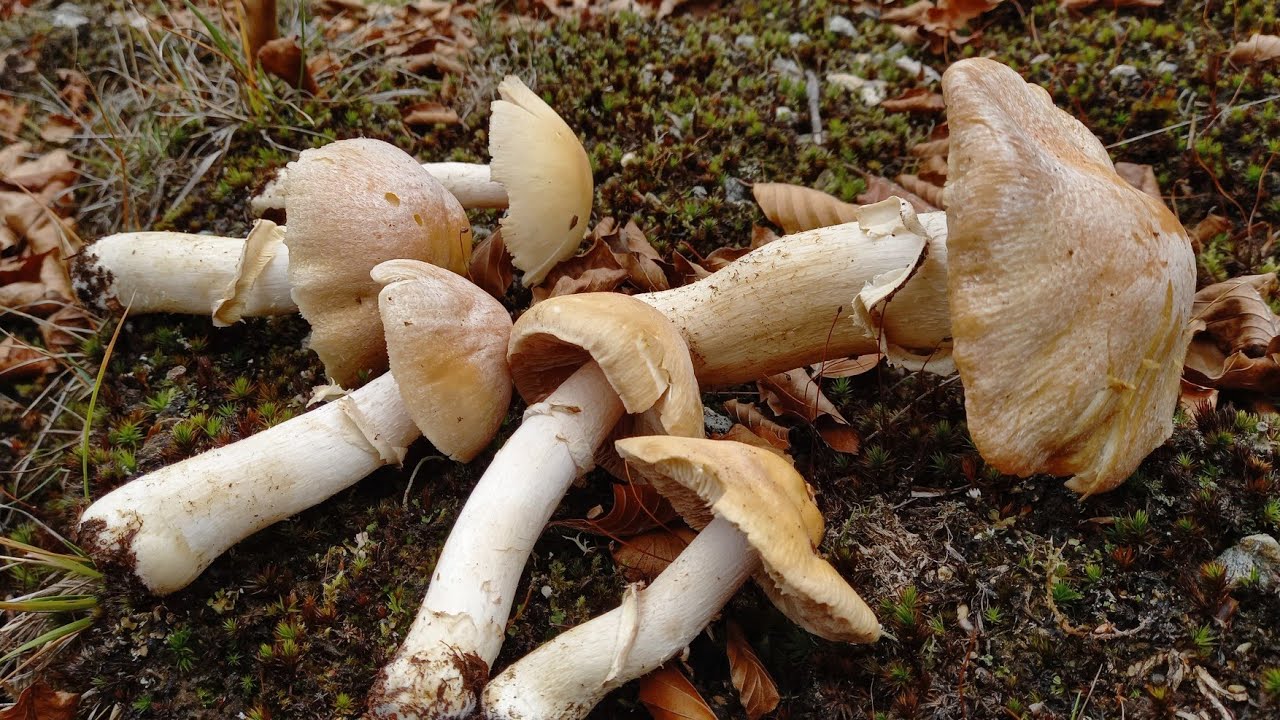 Rozites Caperatus (cortinarius caperatus) setas comestibles buenos. Μανιτάρια νόστιμα.11Noviebre😋