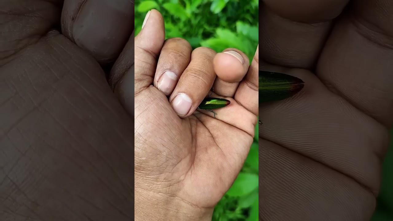It is the Smaller shiny jewel beetle part 2#beautiful insects #nature #anyuniqueanimals #insects