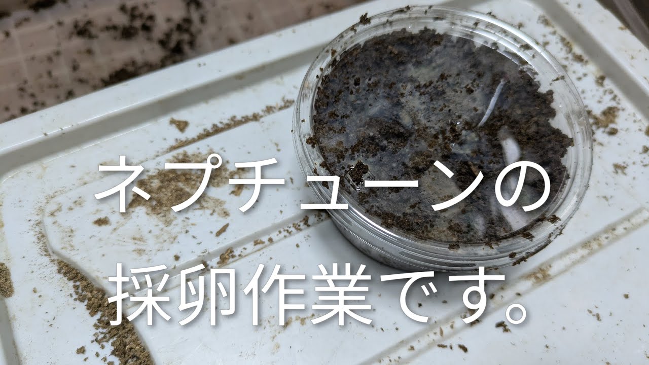 ネプチューンの採卵作業です。