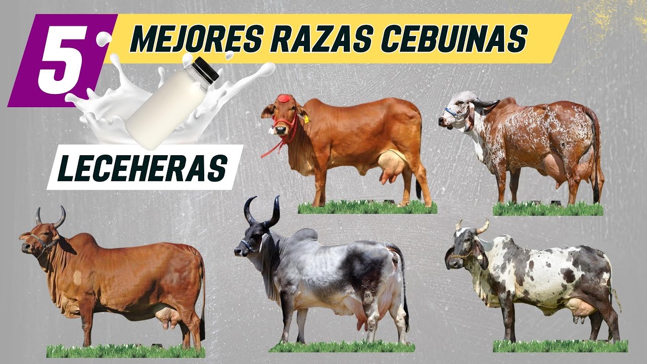 Las 5 mejores razas cebuinas para la producción de leche. Razas de vacas lecheras