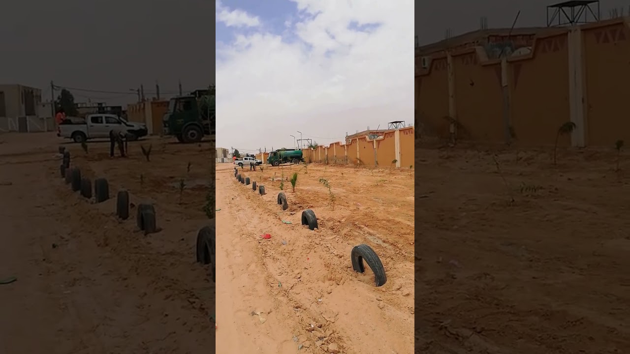 حكوم ابراهيم عملية التشجير أمام حظيرة بلدية الرويسات ورقلة