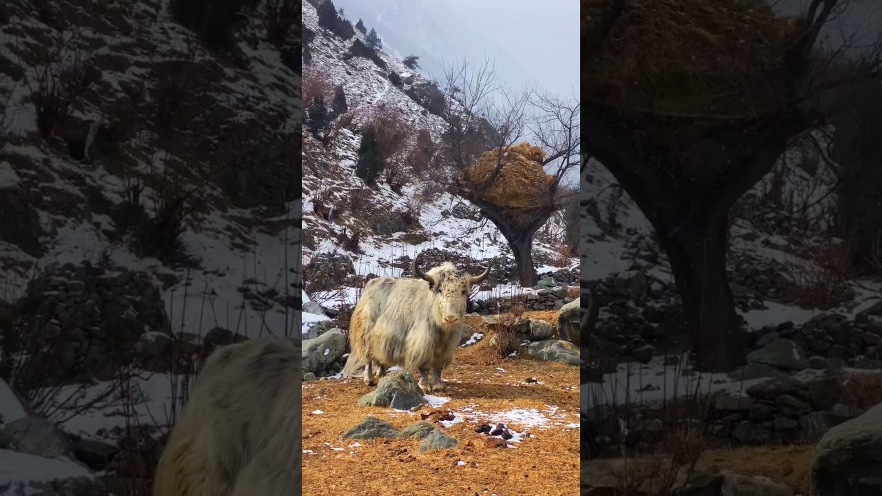 snowfall Winter yak hunza valley Pakistan #snowfall #snow #hunza #pakistan #travel