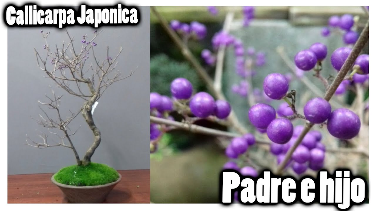 Callicarpa japonica estilo PADRE e HIJO BONSAI ❤️