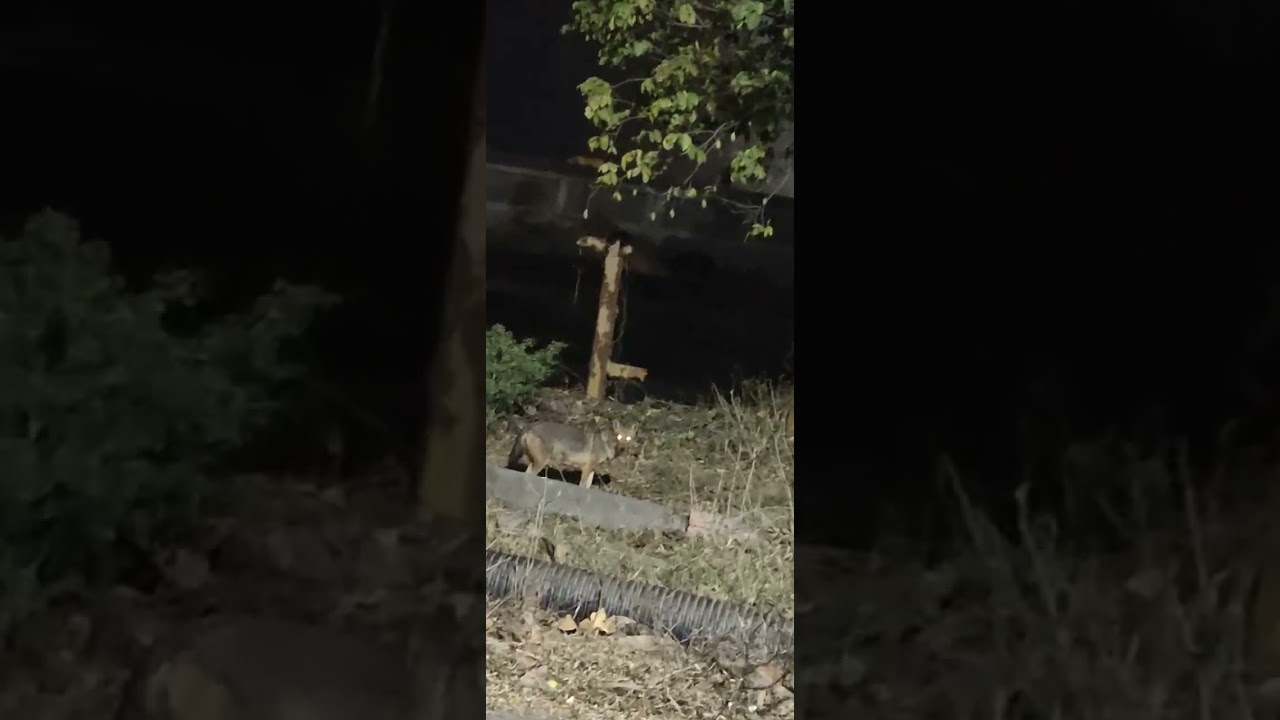 fox spotted in Kolkata basanti highway
