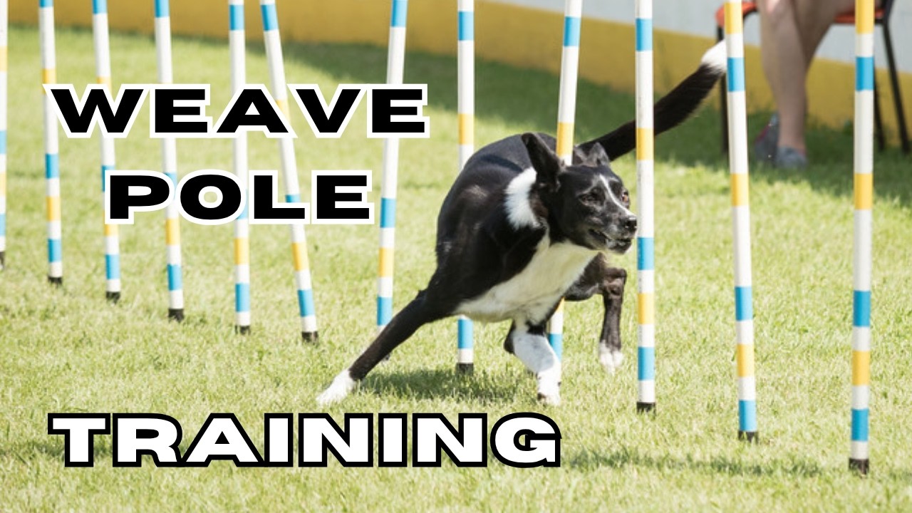 Mastering the Weave Poles: A Step-by-Step Guide for Beginners - part 3 (of 3)