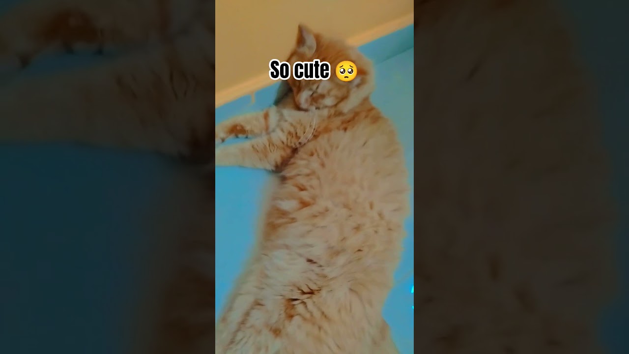 rate my cat from 110