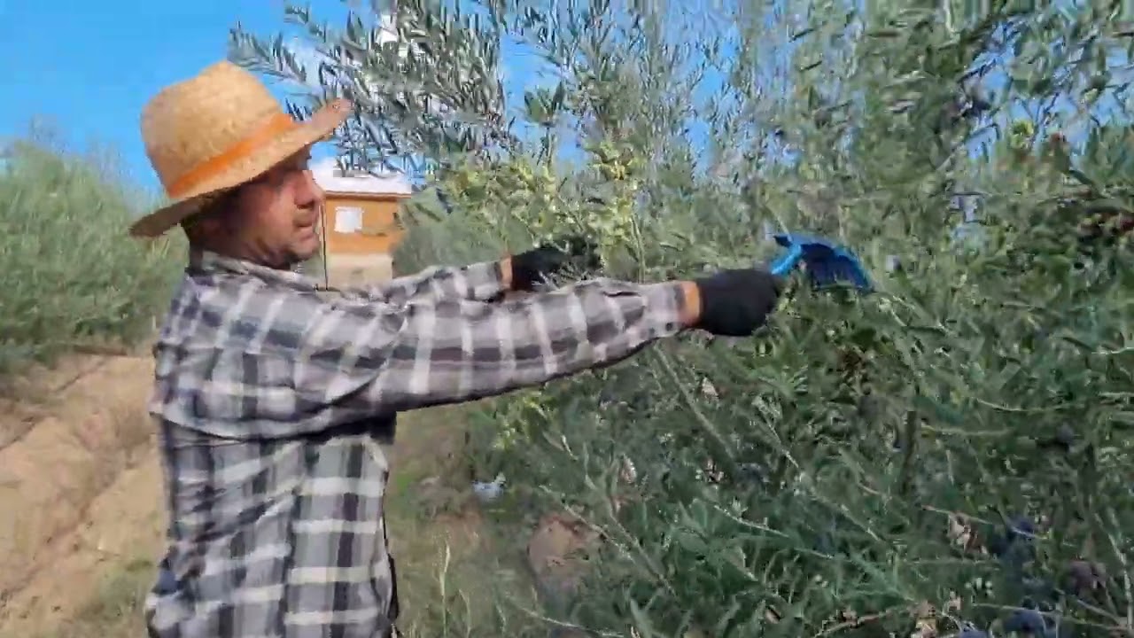 Arbequina Zeytin Hasadı , 4 Yaş