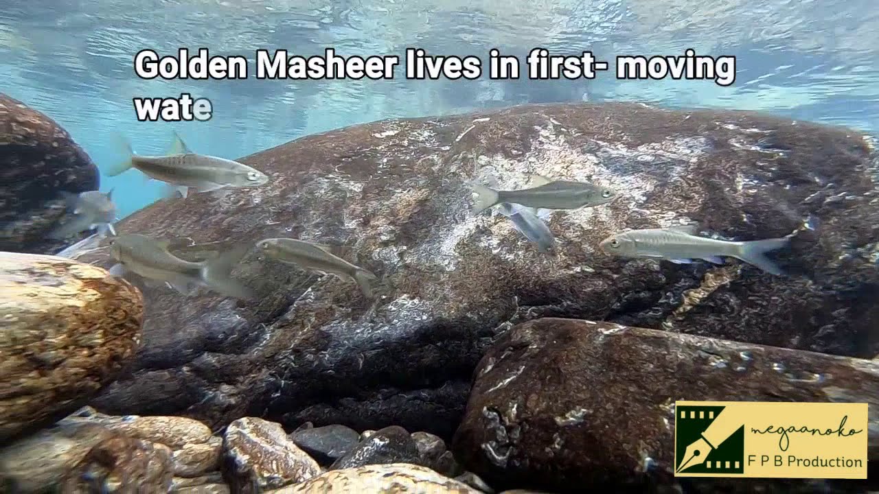 Golden Masheer