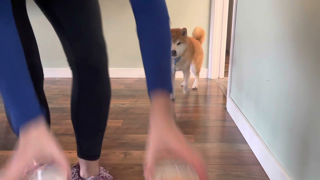Shiba Inu Innis: Cheese vs. Bacon