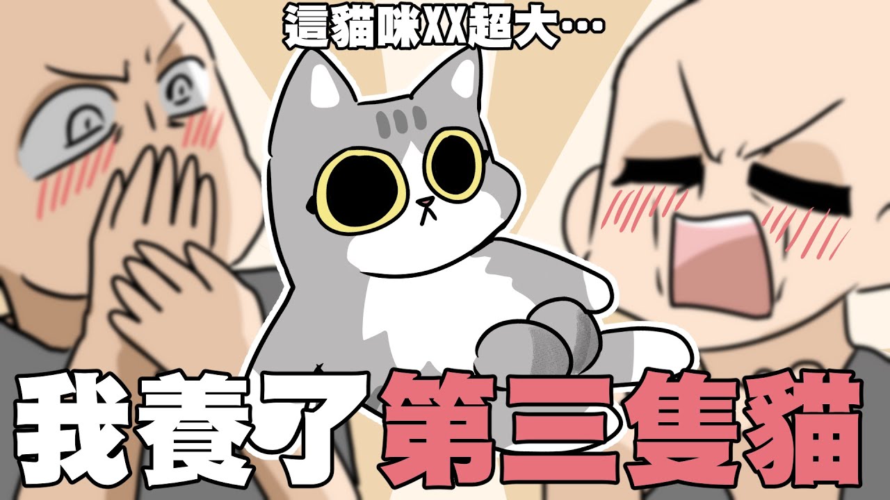 我養了第三隻貓！這貓咪XX超大…!?｜阿啾家的第三隻貓｜阿啾小劇場
