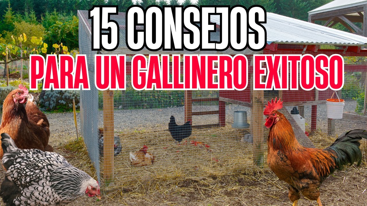 15 Poderosos CONSEJOS para CRIAR GALLINAS CON EXITO