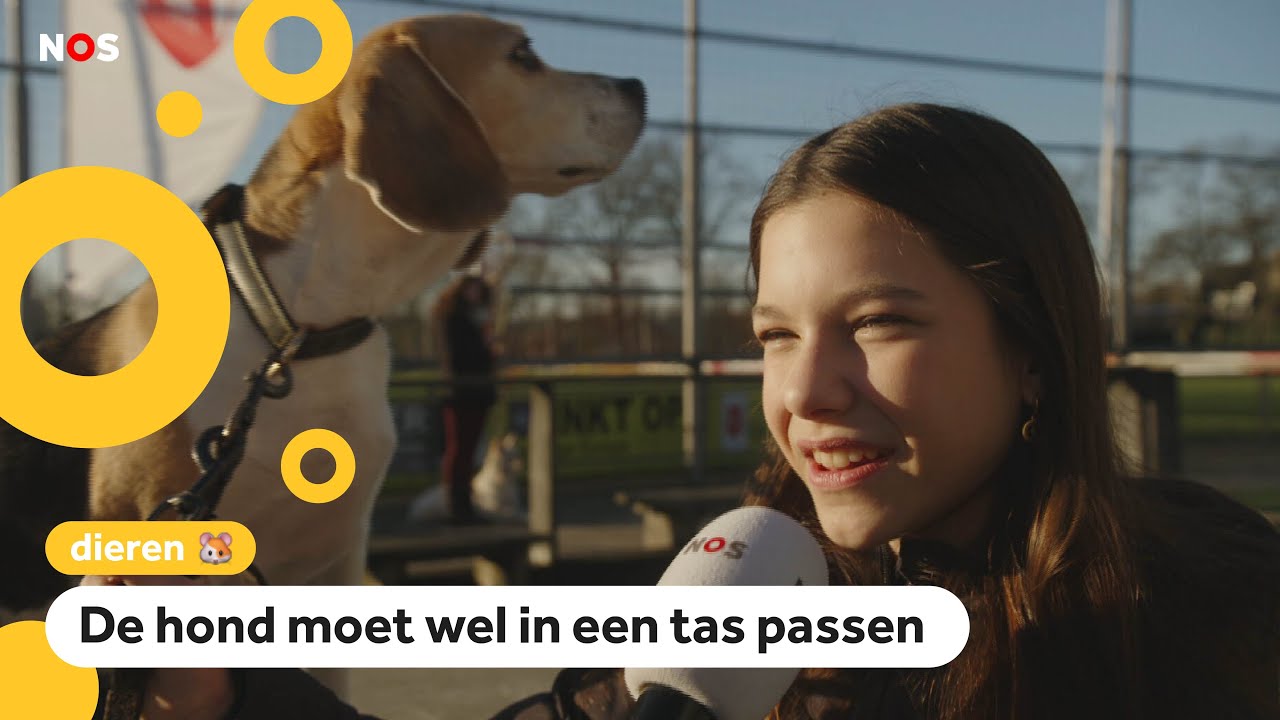 Honden doen auditie voor musical Legally Blonde: 'Woef'