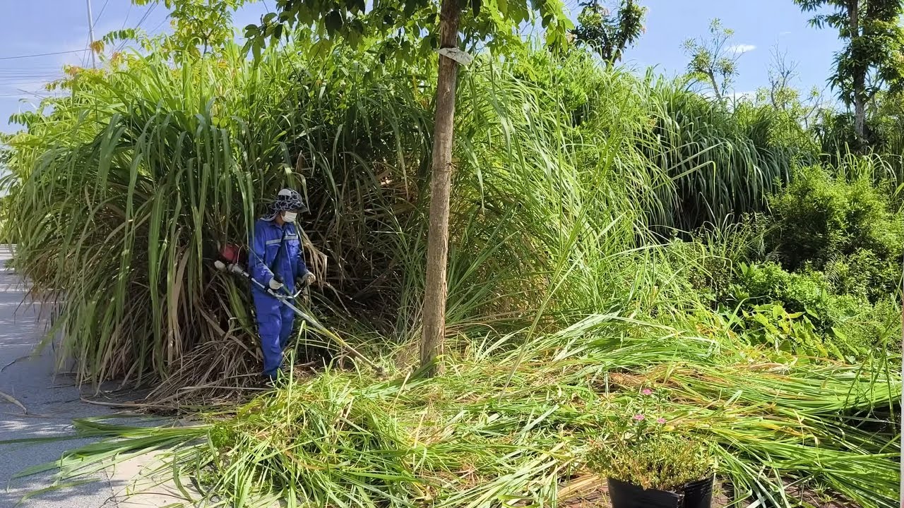 The elephant grass bushes had been on the sidewalk for 20 years before we arrived.