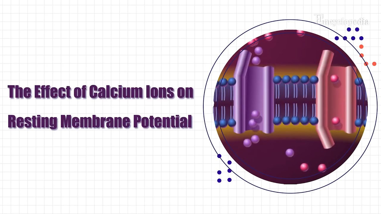 【Biology】The Effect of Calcium Ions on Resting Membrane Potential