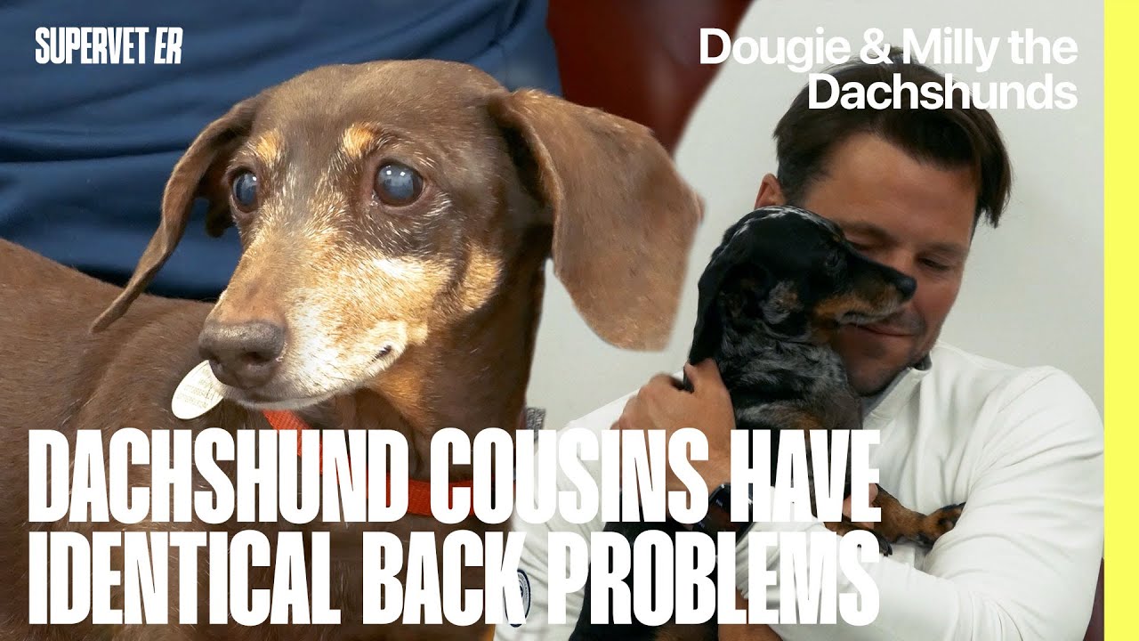 Josh & Mark Wright's Dachshund Cousins Have Identical Back Problems | Supervet ER