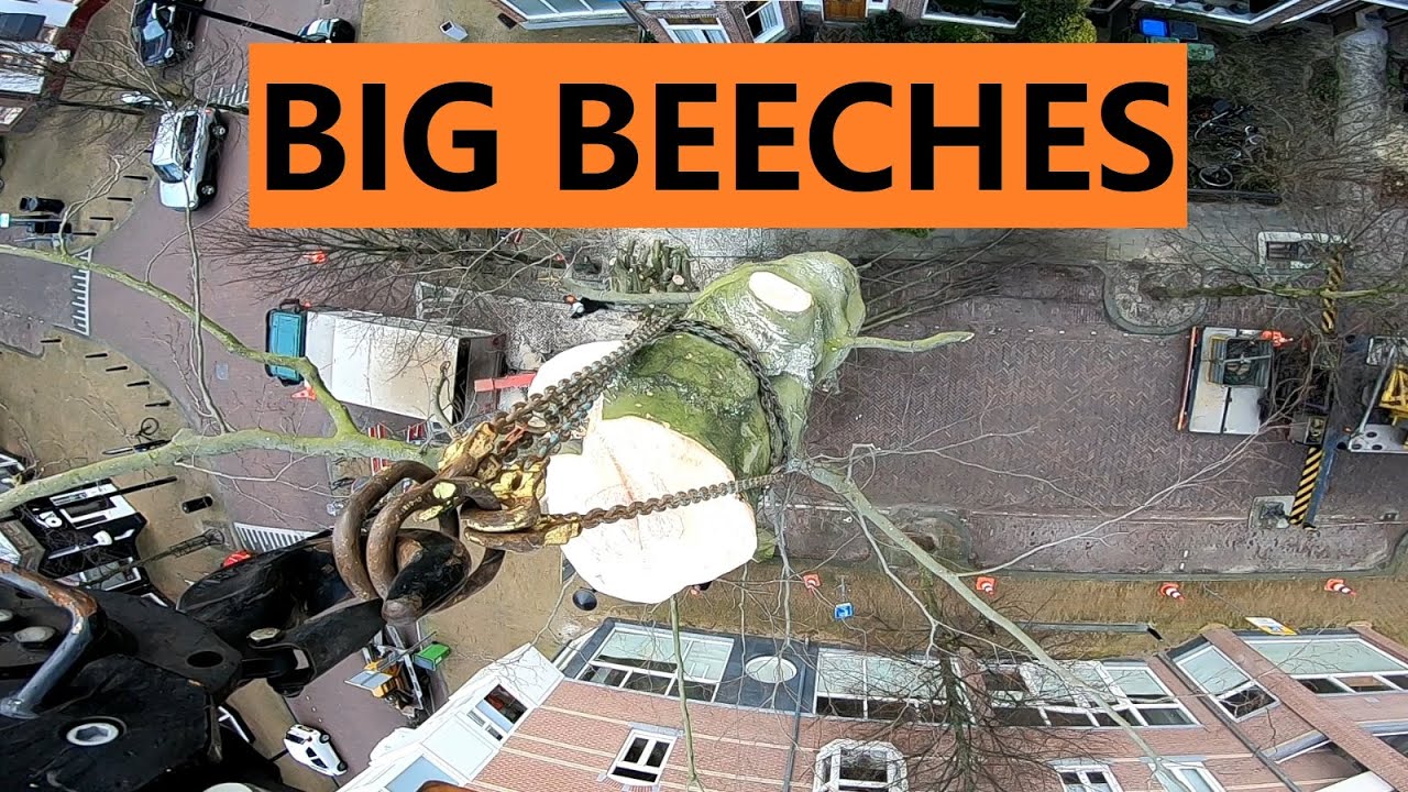 Grote Beuken kappen met Kraanbedrijf Nederhoff - De Hollandse Houthakkers