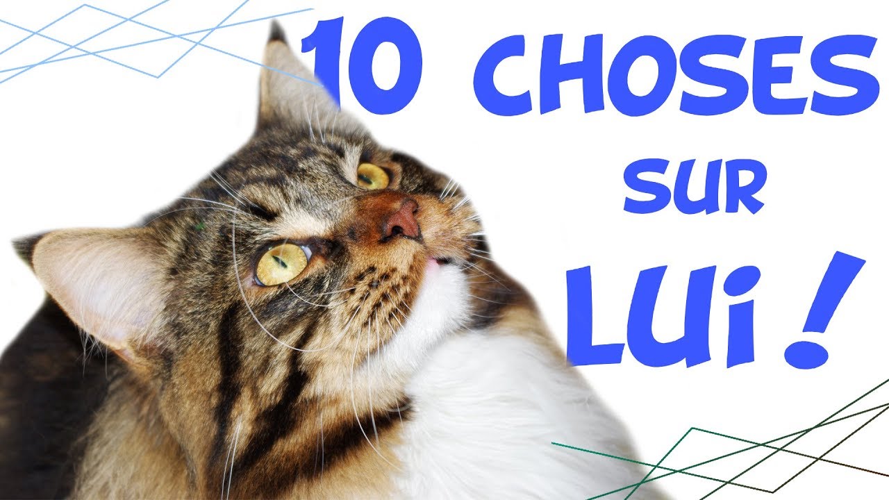 10 CHOSES sur mon CHAT ! Les secrets de Bobow !