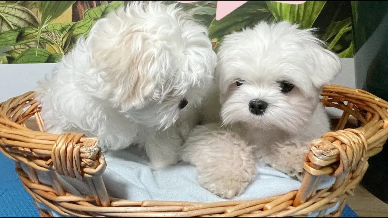 TWO MALTESE PUPPIES MEET FOR THE FIRST TIME ❤️