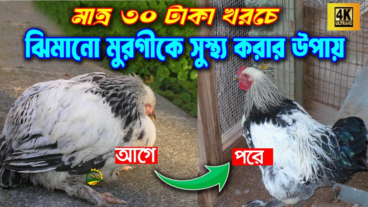 মাত্র ৩০ টাকা খরচে মুরগীর ঝিমানো রোগ সারানোর সহজ উপায়