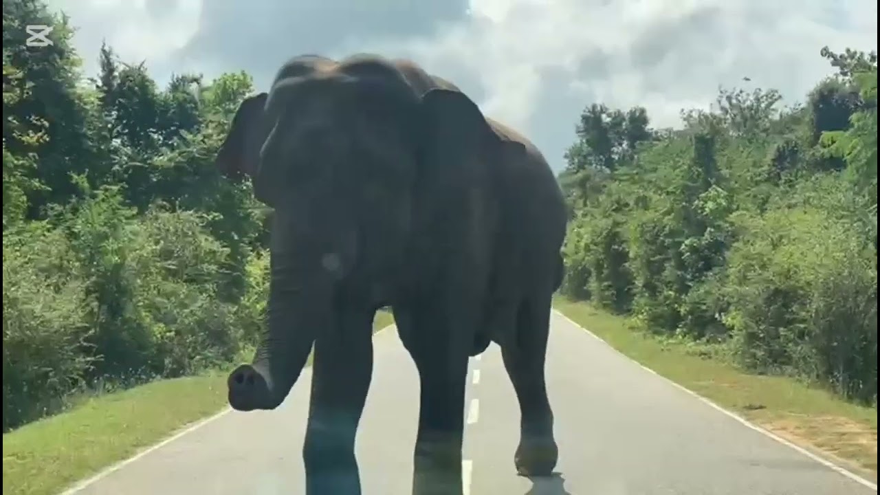 Sri Lanka elephant attack katargam road 
