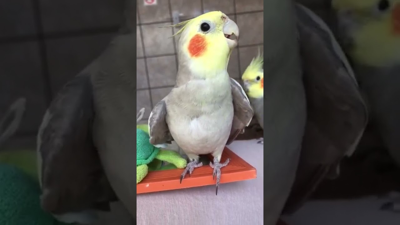 Calopsita canela cantando ( filhote com 4 meses) mansa