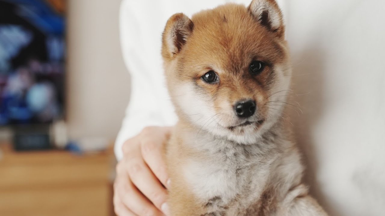 【豆柴】生後2ヶ月の子犬をお迎えしました！
