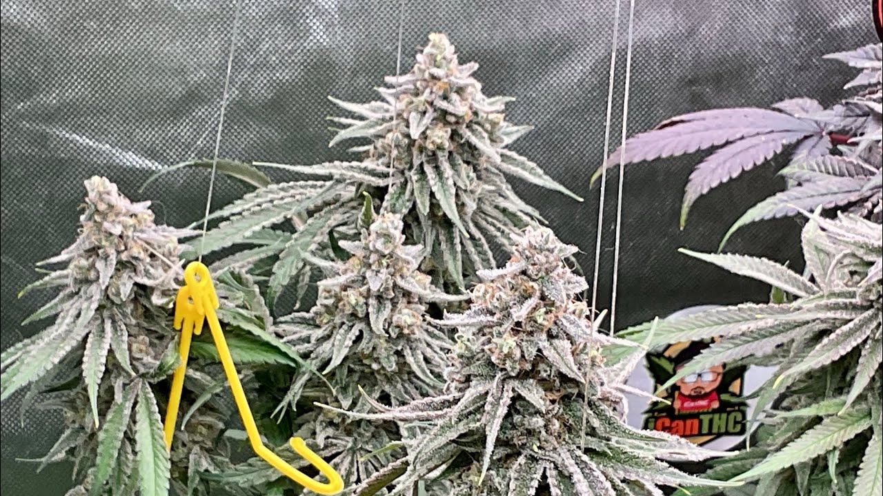 SEED TO HARVEST IRIE GENETICS JAMMY PLUS ETHOS CRESCENDO