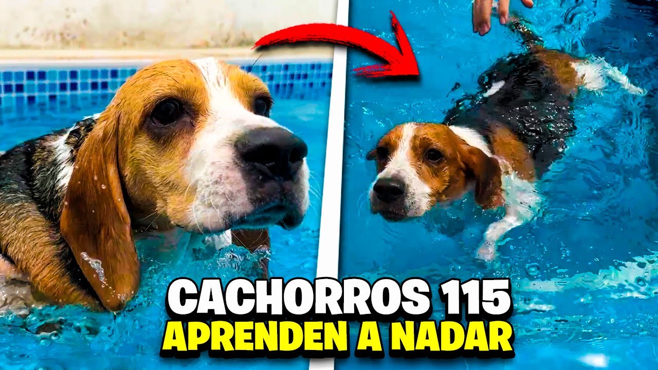 CACHORROS 115 aprenden a NADAR / NickyPlay115