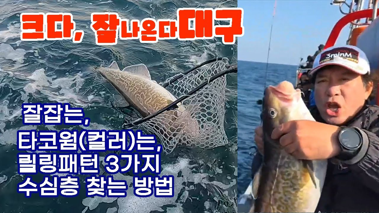 강원도 왕대구 폭발적으로 잘 나온다. 대구 라바 현장 테크닉 완벽 정리.