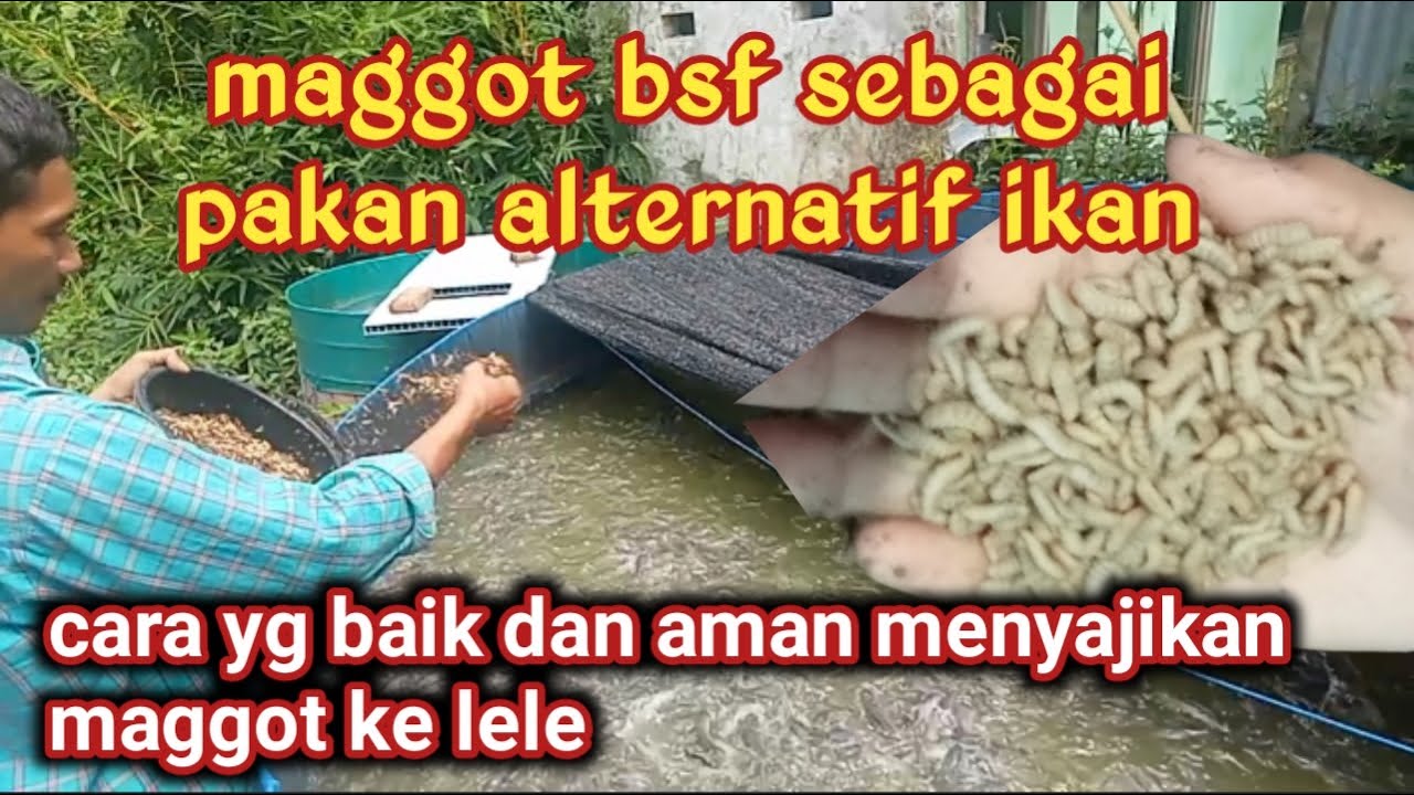 cara menyajikan maggot bsf sebagai pakan lele