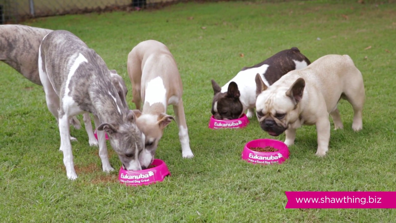 Shawthing Whippets & French Bulldogs