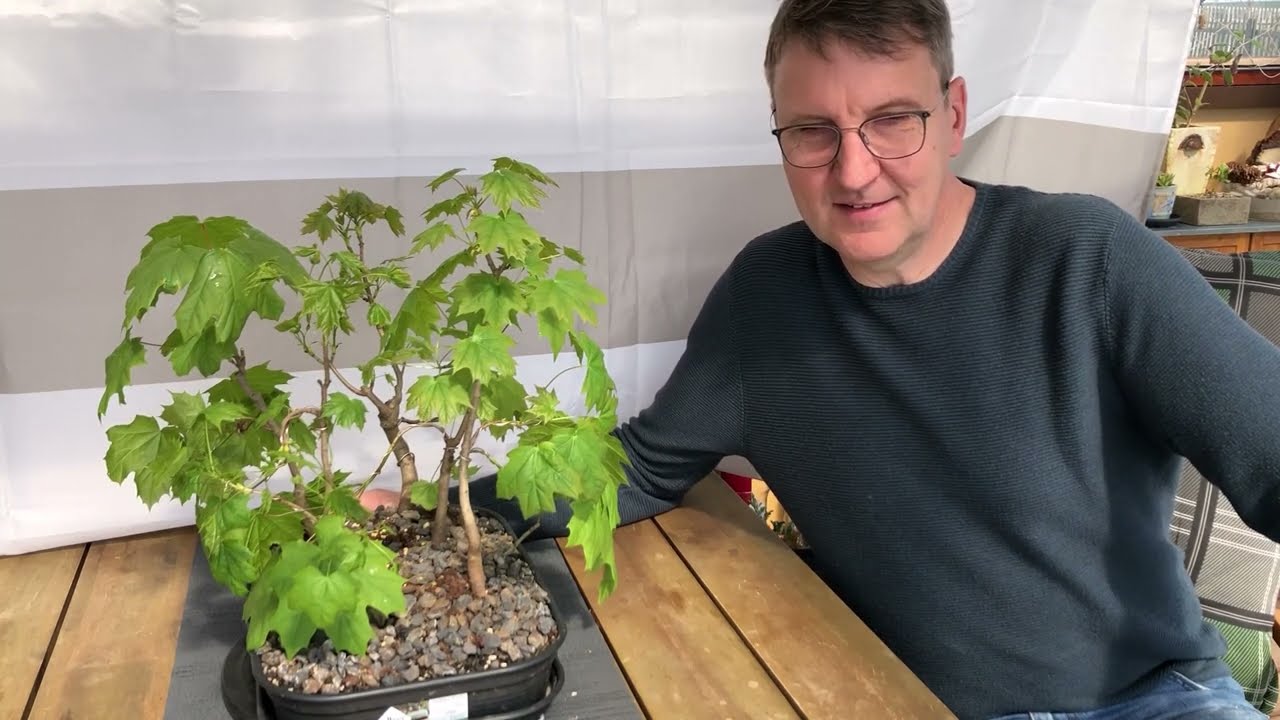 2022 Bonsai Frühjahrsupdate und griechische Landschildkröten -Testudo hermanni