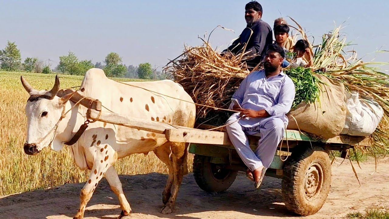 Village life in old punjab pakistan | Village life sardarkot in Lyallpur punjab | Traditional punjab