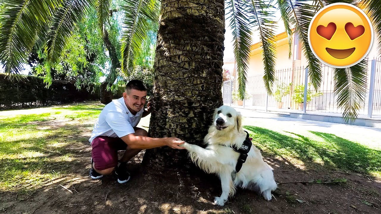 Fun Walk in the Park with My Cute Dog Bailey
