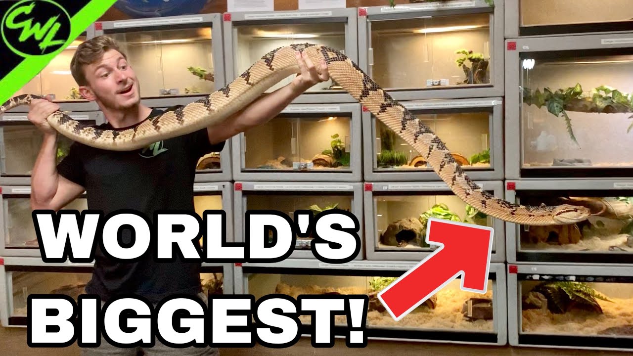WORLD'S LARGEST VIPER!!! THE BUSHMASTER