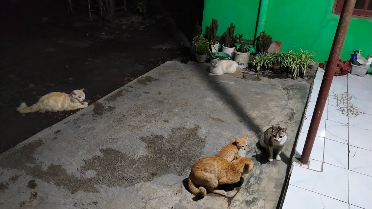 KUCING BETINA INI JADI REBUTAN 3 KUCING JANTAN 😱