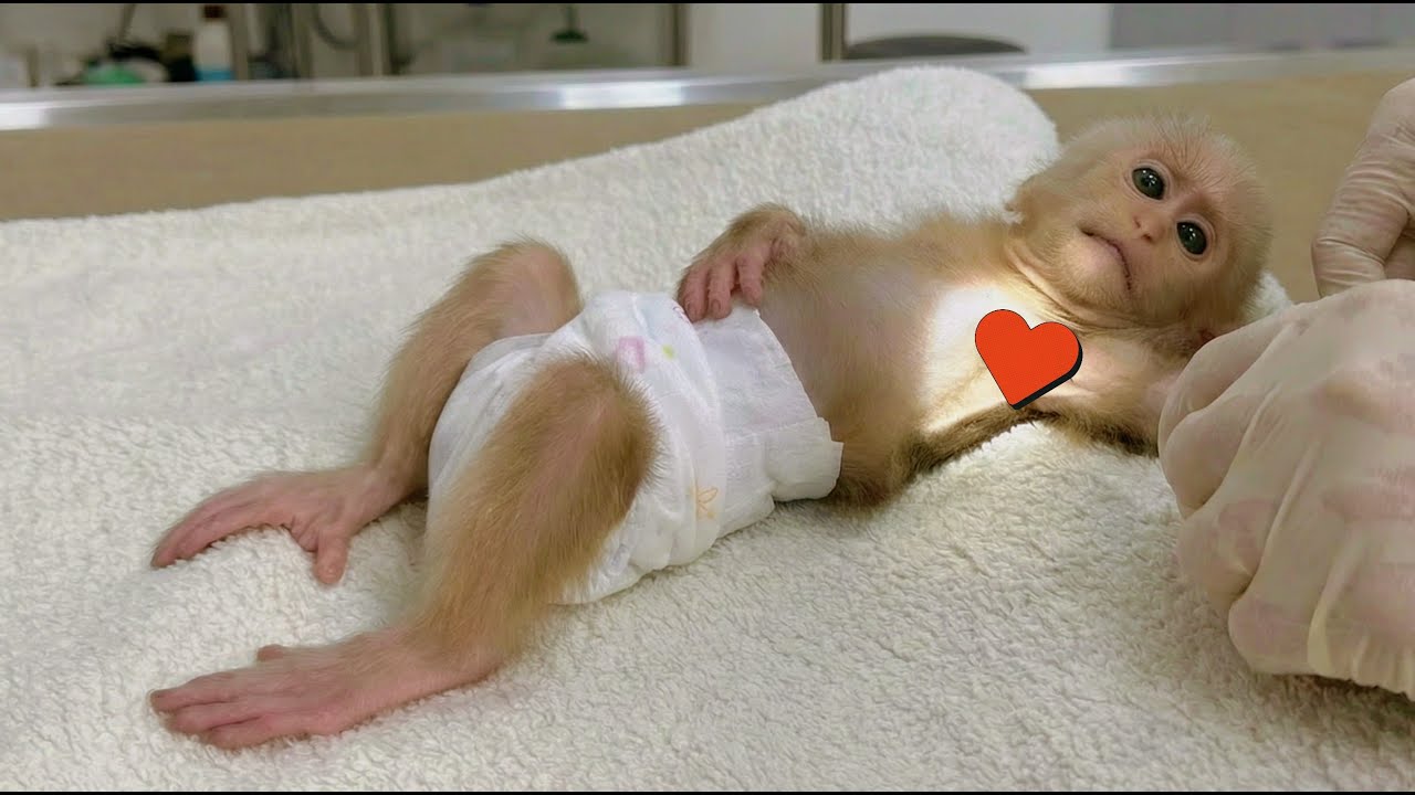 Baby Monkey Lulu’s Happiest Moment — Her Long, Challenging Treatment Finally Ends!