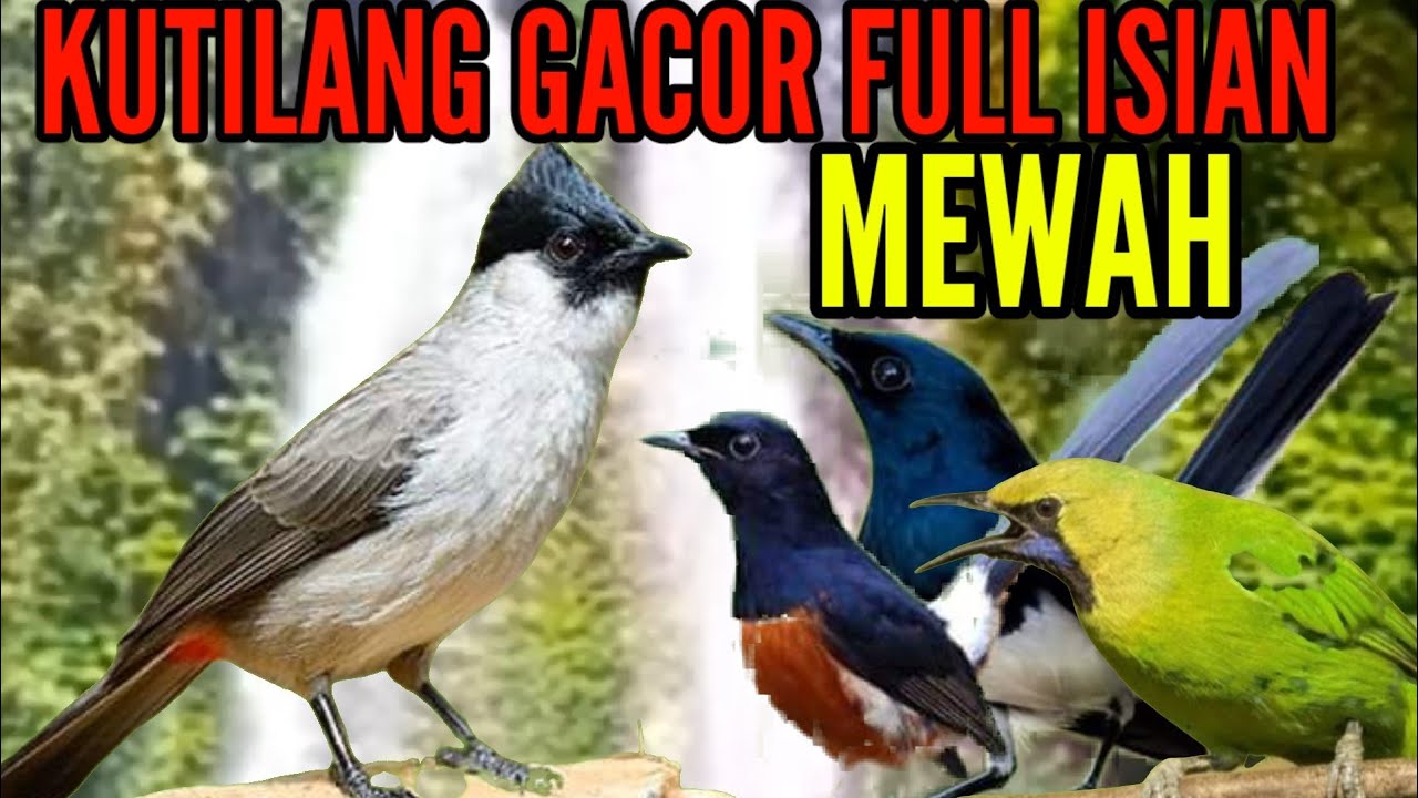 kutilang gacor full isian mewah || masteran kutilang terbaik