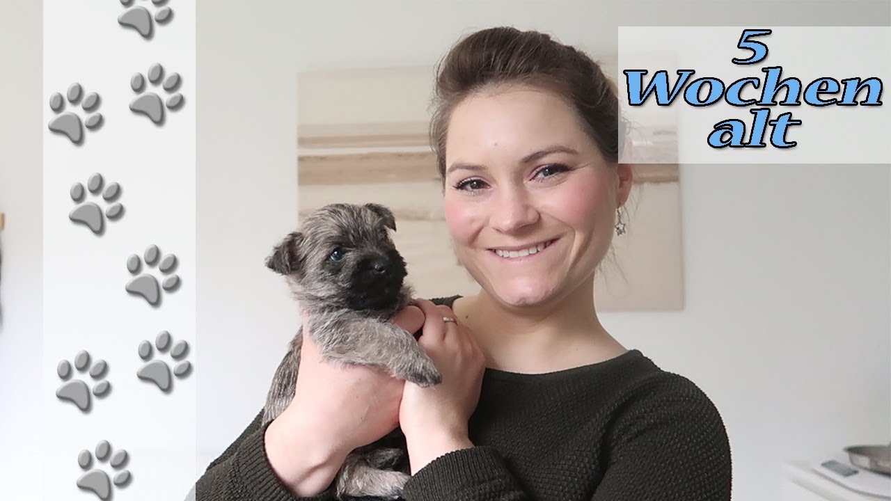 Gartenausflug | Einzelvorstellung | Hundekanal | Cairn Terrier