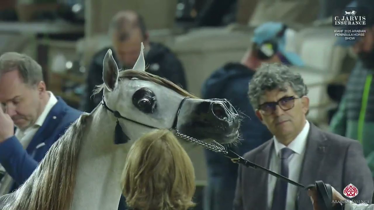 N 22 ALJOWHARA ABHER   KIAHF 2025   Arabian Peninsula Horse Show   Yearling Fillies Class 1B Class 1