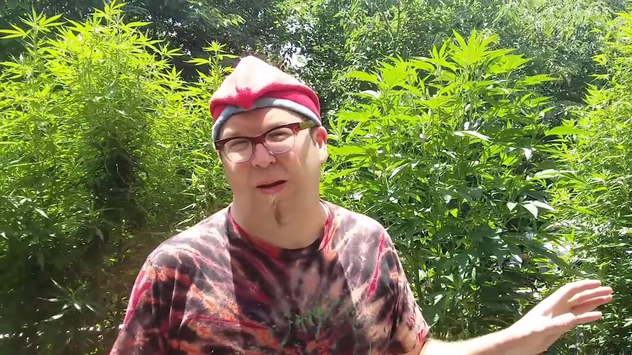 Scrogging with the Scroger:Adam's Legal DC Outdoor Grow