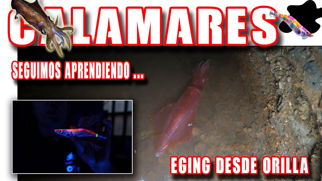 DETALLES PARA PESCAR CALAMARES DIFÍCILES DESDE ORILLA CON POCA ZONA POCA LUZ