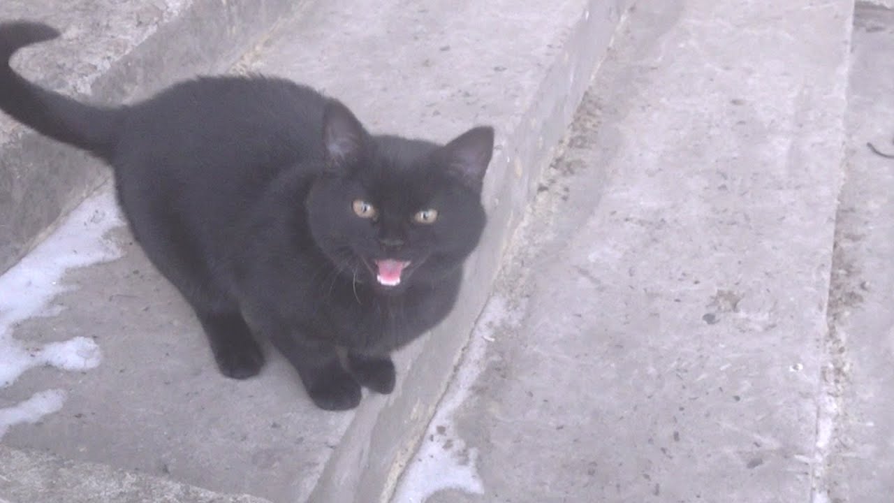 A black kitten meow he want hot food in a frosty day